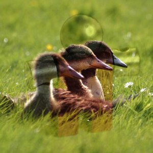 Beispiel für den Ebenenmodus Weiche Kanten